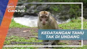 Menghadapi Tamu Tak Diundang Seekor Monyet saat Menghangatkan Badan di Curug Aseupan Cianjur  