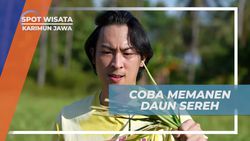 Belajar Memanen Daun Sereh di Kebun Bersama Warga di Karimun Jawa  