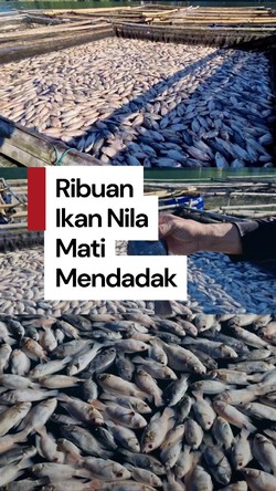 Video: Ribuan Ikan Nila di Ponorogo Mati Mendadak gegara Gas Belerang