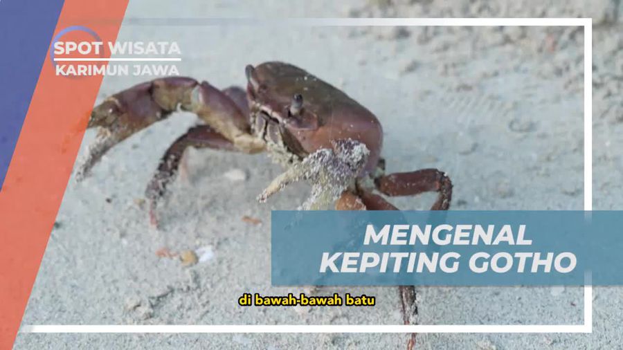 Mengenal Kepiting Gotho dan Kehidupannya di Karimun Jawa  