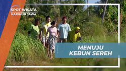 Menuju Kebun Sereh dan Memanen Daun Sereh di Karimun Jawa  