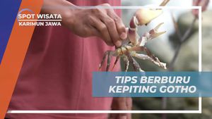 Menyusun Tips Berburu Kepiting Gotho di Karimun Jawa  