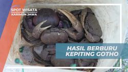 Menikmati Hasil Berburu Kepiting Gotho yang Lezat di Karimun Jawa  