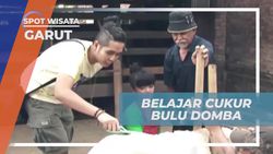 Belajar Cukur Bulu Domba Bersama Pawang di Garut  