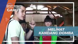 Mengunjungi Kandang Domba dan Melihat Keunikan Domba Garut di Garut  