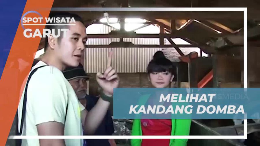 Mengunjungi Kandang Domba dan Melihat Keunikan Domba Garut di Garut  