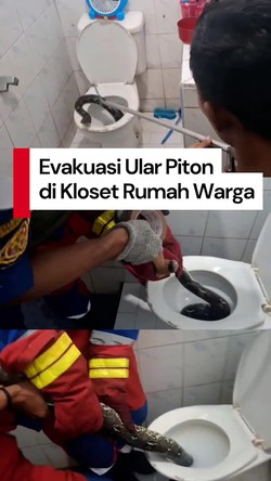 Video Ular Piton 2 Meter Muncul dari Kloset Rumah Warga di Jambi