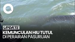 Video: Melihat Fenomena Kemunculan Hiu Tutul di Pasuruan 