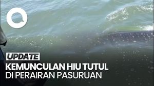 Video: Melihat Fenomena Kemunculan Hiu Tutul di Pasuruan 