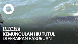 Video: Melihat Fenomena Kemunculan Hiu Tutul di Pasuruan 