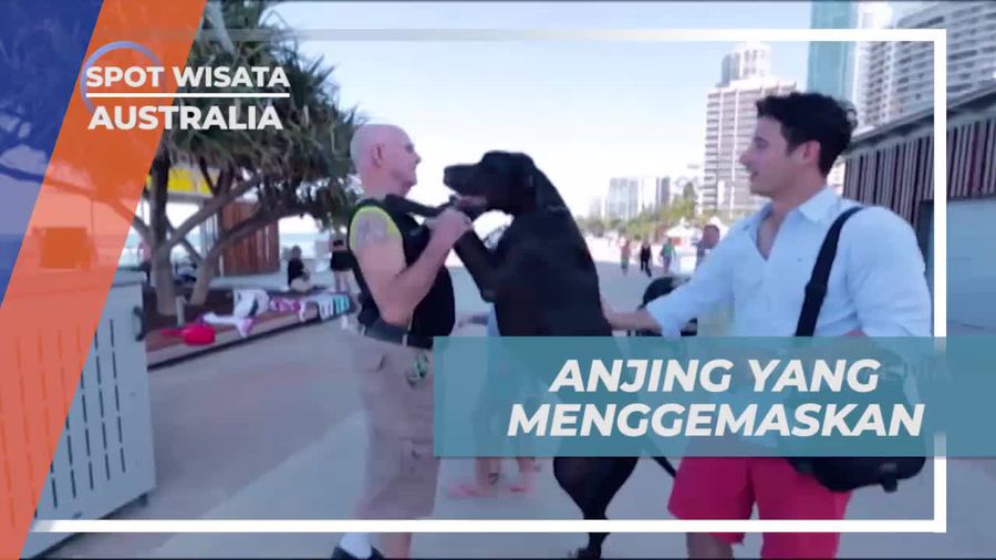 Berinteraksi dan Bermain dengan Anjing Besar yang Menggemaskan di Australia  
