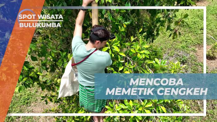 Menyelami Pengalaman Memetik Cengkeh di Kebun Passo, Bulukumba  