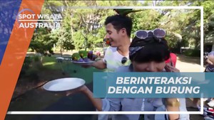 Memberi Makan Burung Lorikeet di Wildlife Currumbin Sanctuary Australia  