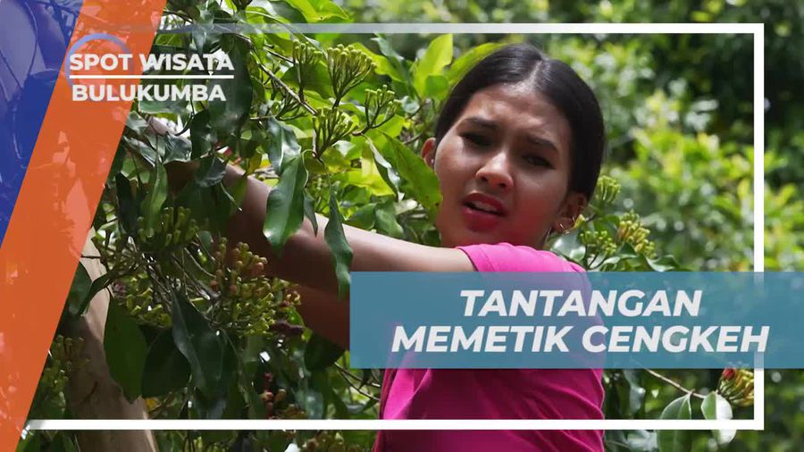 Menantang Diri dalam Kegiatan Memetik Cengkeh Langsung di Kebun Bulukumba  