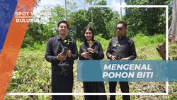 Mengenal Pohon Biti dan Perannya dalam Pembuatan Kapal Pinisi di Bulukumba