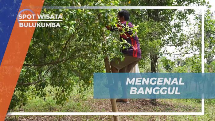 Mengenal Tangga Tradisional Banggul dan Tradisi Panen Cengkeh di Desa Passo, Bulukumba