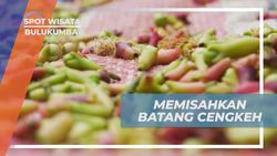 Mengupas Langkah Memisahkan Batang Cengkeh di Kebun Passo, Bulukumba untuk Dijemur  