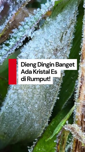 Video: Embun Es di Jawa, Fenomena Langka di Dataran Tinggi Dieng