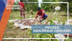 Mengikuti Proses Menjemur Cengkeh di Kebun Bulukumba yang Menyejukkan  