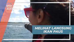 Menyaksikan Langsung Ikan Paus Biru di Lautan Mandurah, Australia