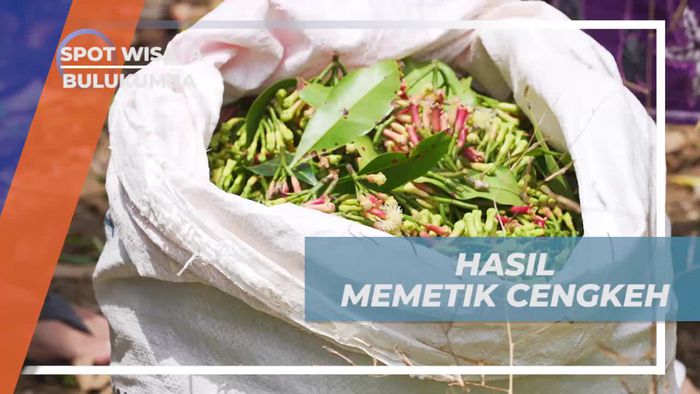 Mengamati Hasil Memetik Cengkeh di Kebun Passo, Bulukumba