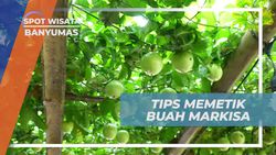 Memberi Tips Memetik Buah Markisa Langsung dari Kebun di Banyumas  