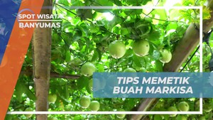 Memberi Tips Memetik Buah Markisa Langsung dari Kebun di Banyumas  