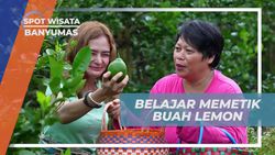 Mempraktekkan Teknik Memetik Buah Lemon di Banyumas  