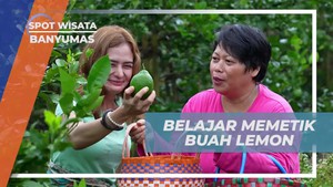 Mempraktekkan Teknik Memetik Buah Lemon di Banyumas  