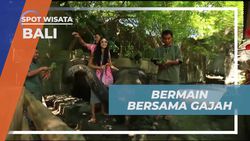 Mengunjungi Bali Safari & Marine Park untuk Memberi Makan Gajah  