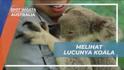Berinteraksi Langsung dengan Koala di Wildlife Sanctuary Australia  