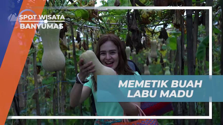 Menunjukkan Cara Memetik Buah Labu Madu yang Manis di Banyumas  