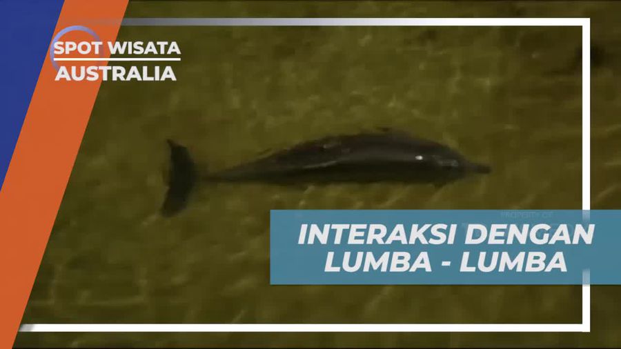 Memberi Makan Lumba-Lumba yang Berkumpul di Tangalooma Island Australia  