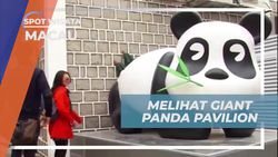Melihat Kemolekan Panda Lucu di Macau Giant Panda Pavilion  