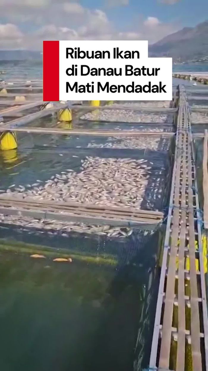 Video: Ribuan Ikan di Danau Batur Mati Mendadak, Diduga Dampak Upwelling
