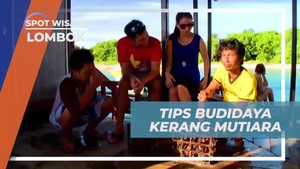 Mempelajari Tips Budidaya Kerang Mutiara Bersama di Lombok  