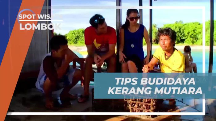 Mempelajari Tips Budidaya Kerang Mutiara Bersama di Lombok  