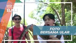 Berfoto Bersama Ular Jinak di Bali, Didampingi Pawang  