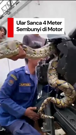  Video: Ngeri! Ular Sanca Sembunyi di Motor Warga Tangsel, Damkar Evakuasi