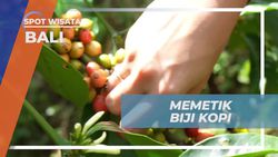 Memetik Biji Kopi di Kebun Desa Lemukih, Bali  