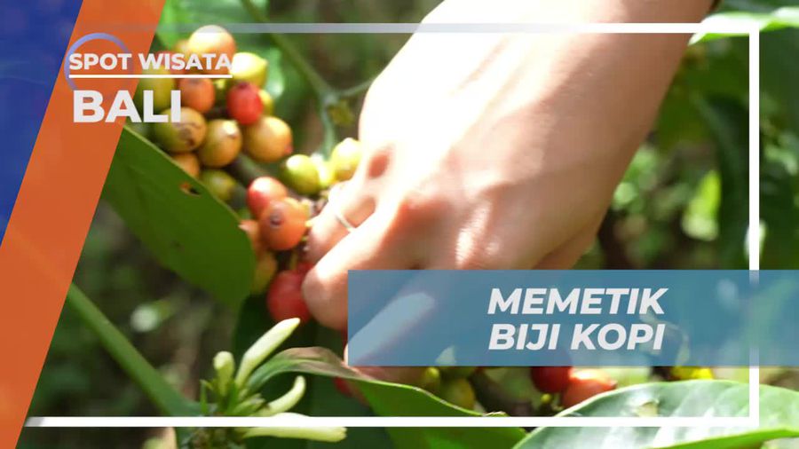 Memetik Biji Kopi di Kebun Desa Lemukih, Bali  