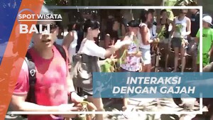 Mengelus dan Memberi Makan Gajah Langsung di Bali, Menambah Pengalaman Seru  