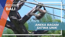 Melihat Beragam Satwa Unik di Taman Safari & Marine Park Bali  