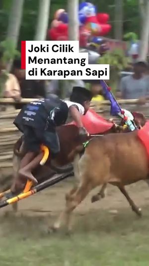 Video: Aksi Menantang Joki-joki Cilik di Karapan Sapi