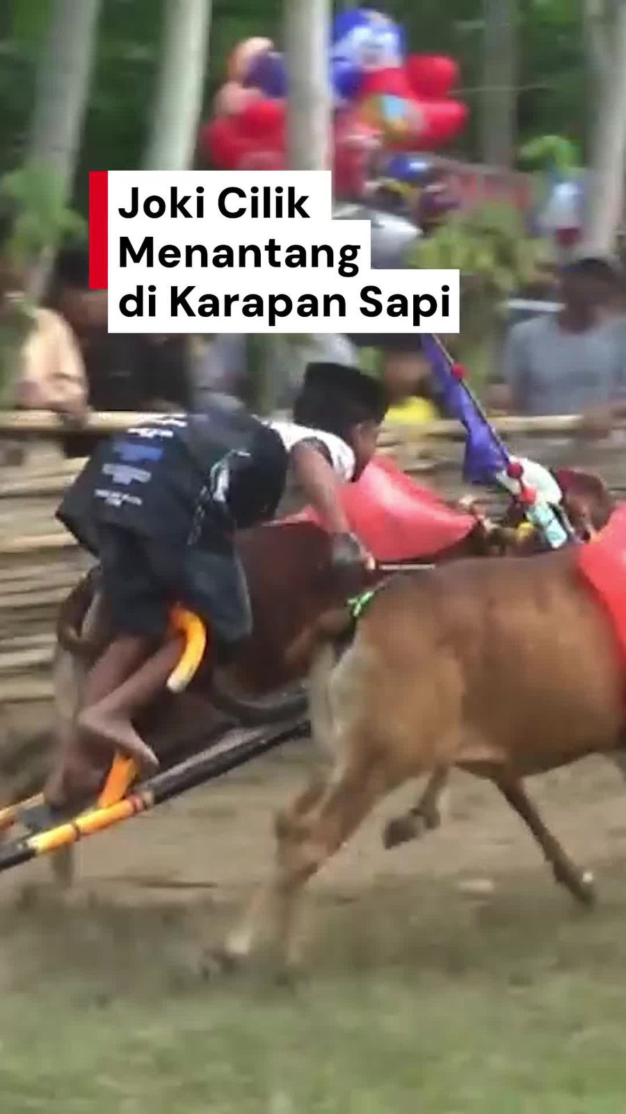 Video: Aksi Menantang Joki-joki Cilik di Karapan Sapi