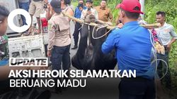 Video: Polisi-TNI-Damkar Evakuasi Beruang Madu yang Terjerat Jebakan