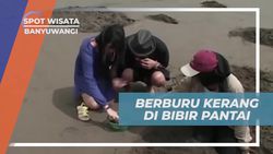Berburu Kerang di Pesisir Pantai Banyuwangi untuk Menikmati Hasil Laut yang Segar  