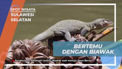 Bertemu dan Berkenalan dengan Biawak saat Mengangkut Hasil Panen Buah Nipah di Sulawesi Selatan  