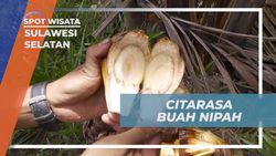 Mencicipi Citarasa Buah Nipah yang Segar Setelah Memetiknya di Rammang-Rammang  