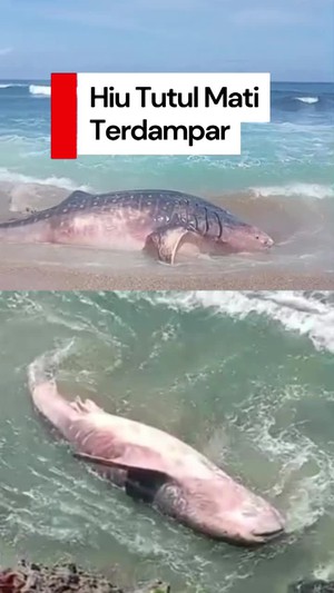 Video: Kondisi Hiu Tutul Mati Terdampar di Pantai Pangi Blitar
